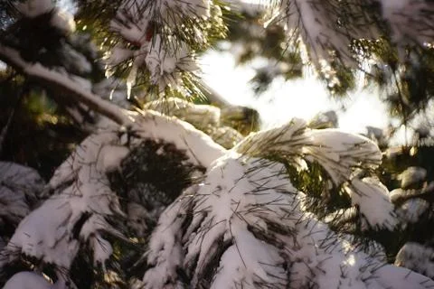 Closeup pine branches covered with snow in sunny winter forest. 스톡 사진