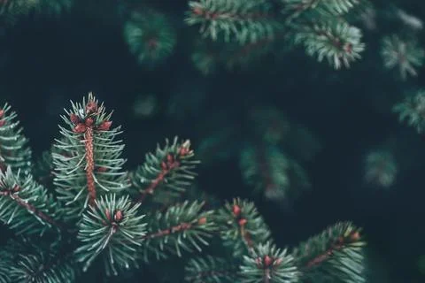 Closeup of pine branches with dark copy space Stock Photos