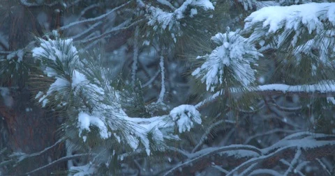 Closeup on Pine Branches During a Heavy Snowfall Stock Footage 100796090