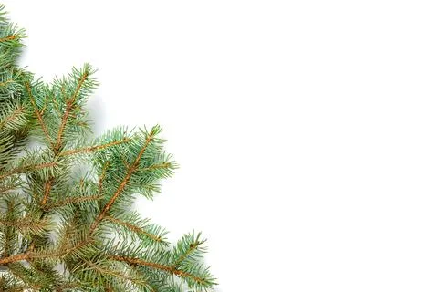 Closeup pine branches left frame Stock Photos