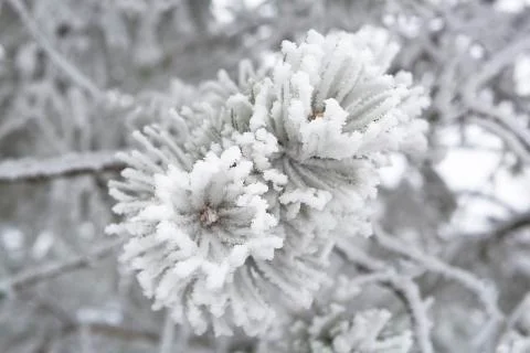 Closeup of pine branches in winter Stock Photos