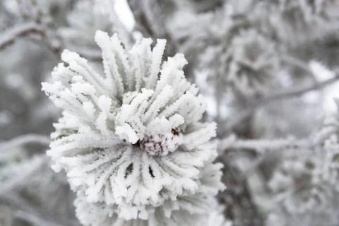 Closeup of pine branches in winter Stock Photos