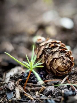 Closeup of a pine cone and a pine sprout Stock Photos