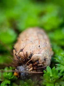 Closeup of a pine cone in a green background Stock Photos