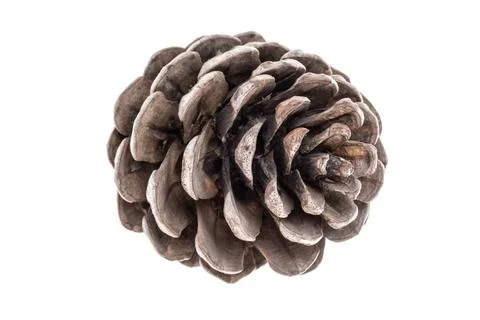 Closeup pine cone isolated on white background Stock Photos