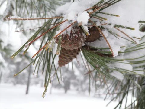Closeup a pine cone on a pine branch covered with snow and frost. Stock Photos