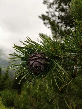 Closeup of a pine cone on a tree on a rainy day Stock Photos