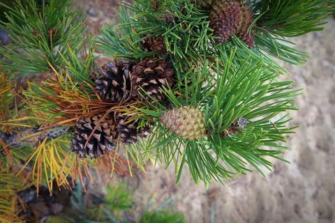 Closeup of pine cones on branches with orange needles Stock Photos