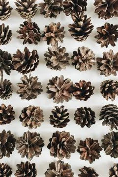 Closeup of pine cones pattern. Flat lay, top view. Stock Photos