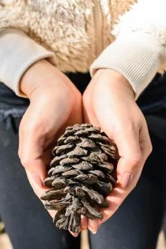 Closeup of a pine cones Stock Photos