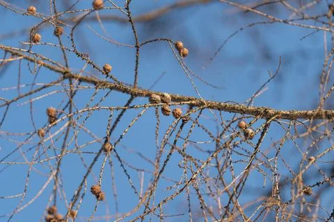 Closeup of pine cones on stark branches under clear sky. Delicate pine cones and Stock Photos