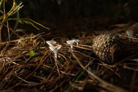Closeup of pine forest ground Stock Photos