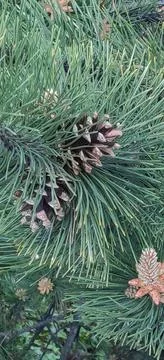 A closeup of pine needles and pine cones Stock Photos