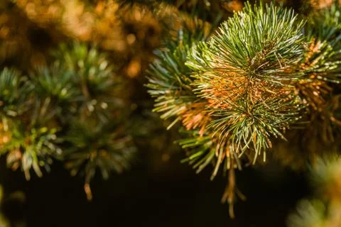 Closeup of pine needles Stock Photos