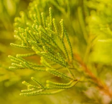 Closeup of pine needles Stock Photos