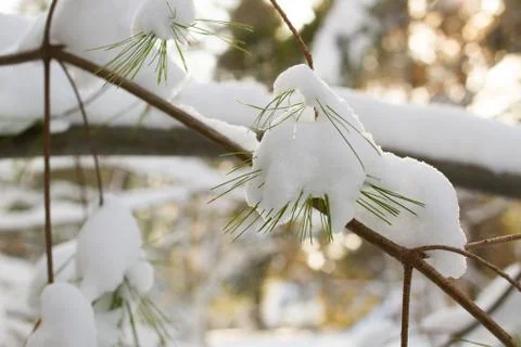 Closeup of Pine Needles in Snow Stock Photos
