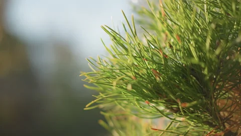 Closeup of pine needles with warm bokeh. Bokeh background highlighting pine Stock Footage 346409795