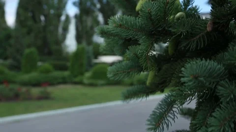 Closeup of Pine or Fir Tree Branches Moving on Wind. Stock Footage 78794308