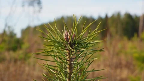 Closeup of Pine Saplings in Tree Nursery, Forestry Sustainability Focus Stock Footage 300991742