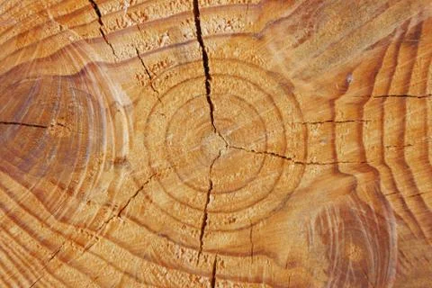 Closeup of a pine saw cut Stock Photos