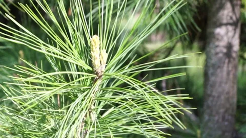 Closeup of pine top brunch moving on wind Stock Footage 111210052