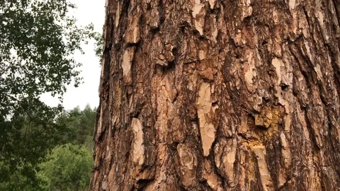 Closeup of pine tree bark in the forest Stock Footage 71610256