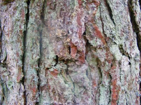 Closeup of a pine tree bark in the woods Stock Photos