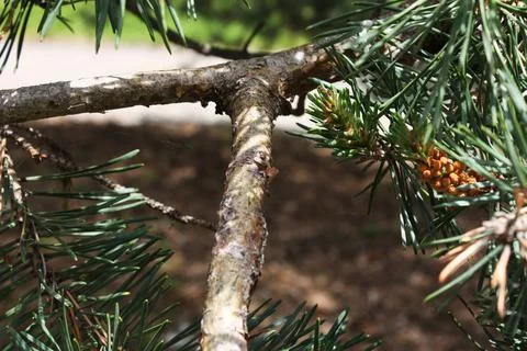 Closeup of pine tree branch and needles Stock Photos
