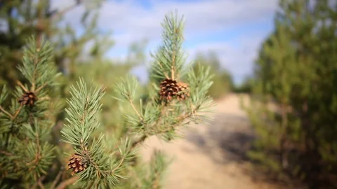 Closeup pine tree branch with cone in a forest at the bright day Stock Footage 117860897
