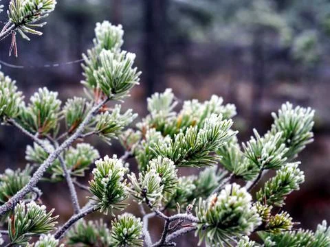 Closeup of Pine Tree Branch in Field of Kemeri moor in Latvia Foto stock