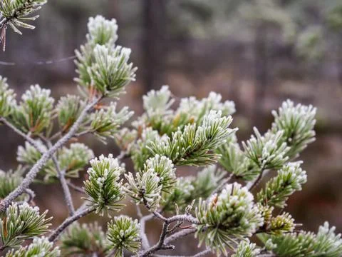 Closeup of Pine Tree Branch in Field of Kemeri moor in Latvia 写真素材