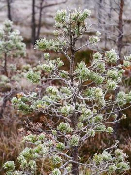 Closeup of Pine Tree Branch in Field of Kemeri moor in Latvia Stockfoto's