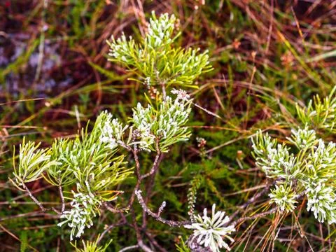 Closeup of Pine Tree Branch in Field of Kemeri moor in Latvia Stockfoto's