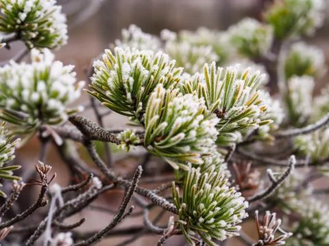 Closeup of Pine Tree Branch in Field of Kemeri moor in Latvia Foto stock
