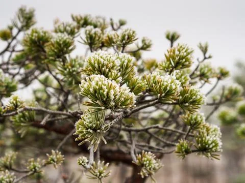 Closeup of Pine Tree Branch in Field of Kemeri moor in Latvia Фото