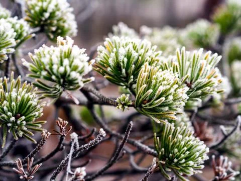 Closeup of Pine Tree Branch in Field of Kemeri moor in Latvia Stockfoto's