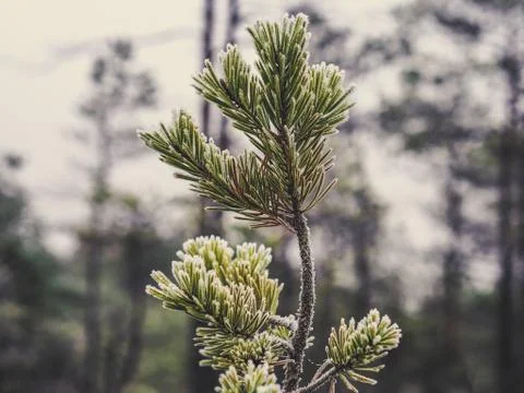 Closeup of Pine Tree Branch in Field of Kemeri moor in Latvia - Vintage look Stock-Fotos