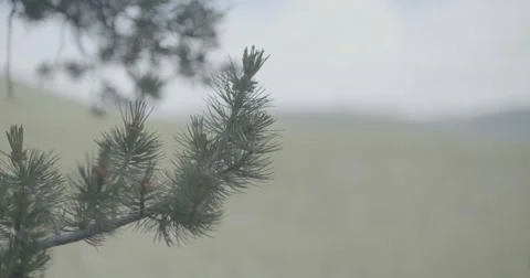 Closeup of pine tree branch Stock Footage 65170984
