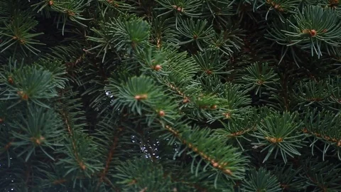 Closeup of pine tree branch Stock Footage 78771624