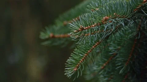 Closeup of pine tree branch Stock Footage 80066906