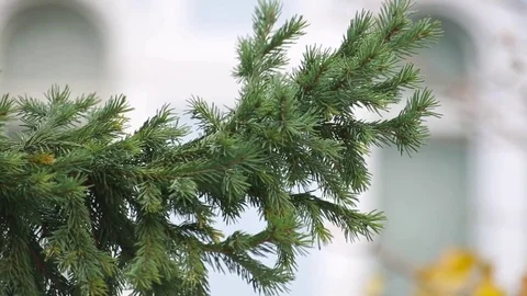 Closeup of pine tree branch Stock Footage 82441936
