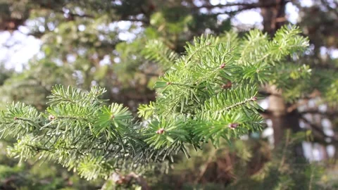 Closeup pine tree branch Stock Footage 123210539