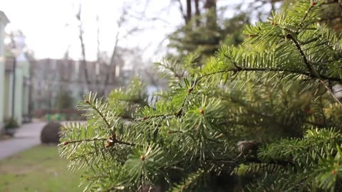 Closeup pine tree branch Stock Footage 123210541
