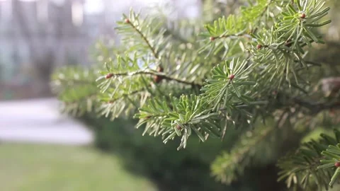 Closeup pine tree branch Stock Footage 123210570