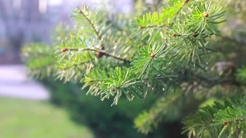 Closeup pine tree branch Stock Footage 123210589