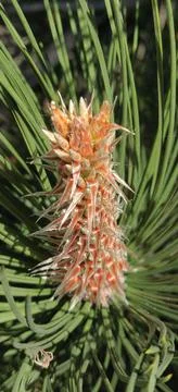 Closeup of pine tree branch 库存照片