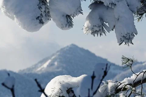 Closeup of pine tree branch with snow and needles and mountain in background Stock Photos