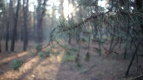 Closeup pine tree branch in a water drop at the early morning Video stock 142230454
