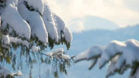 Closeup of pine tree branches covered with fresh fallen snow in winter mountain Stock Footage 158017609