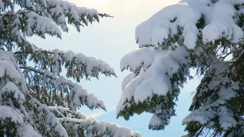 Closeup of pine tree branches covered with fresh fallen snow in winter mountain Stock Footage 159864665
